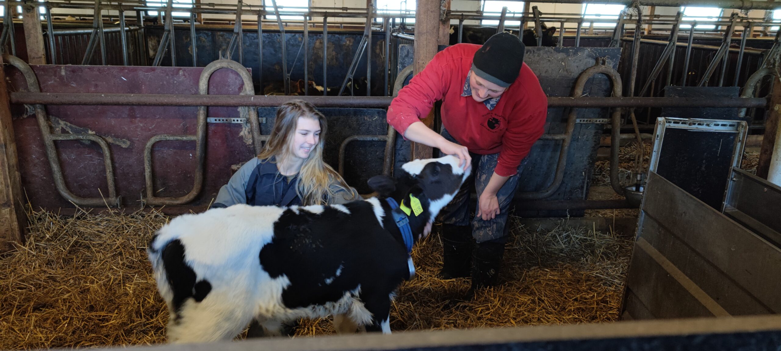 Två personer som står i en spilta inuti en ladugård. En kalv står framför dem. Kalven har vita och svarta fläckar.
