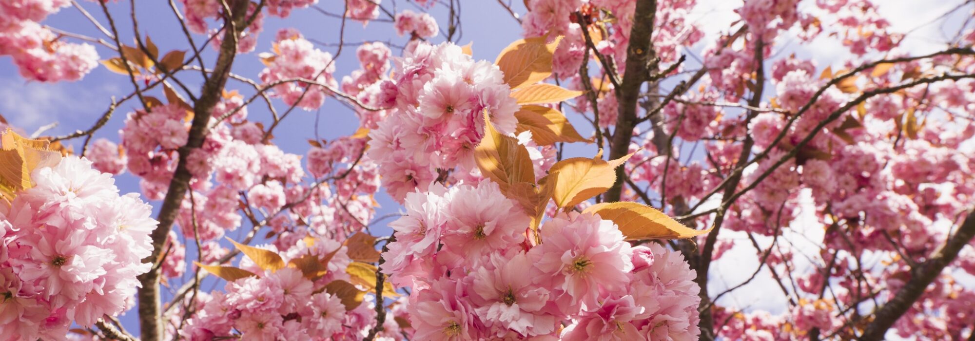 Körsbärsträd i full blom