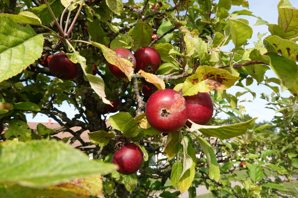 Röda äpplen i träd.