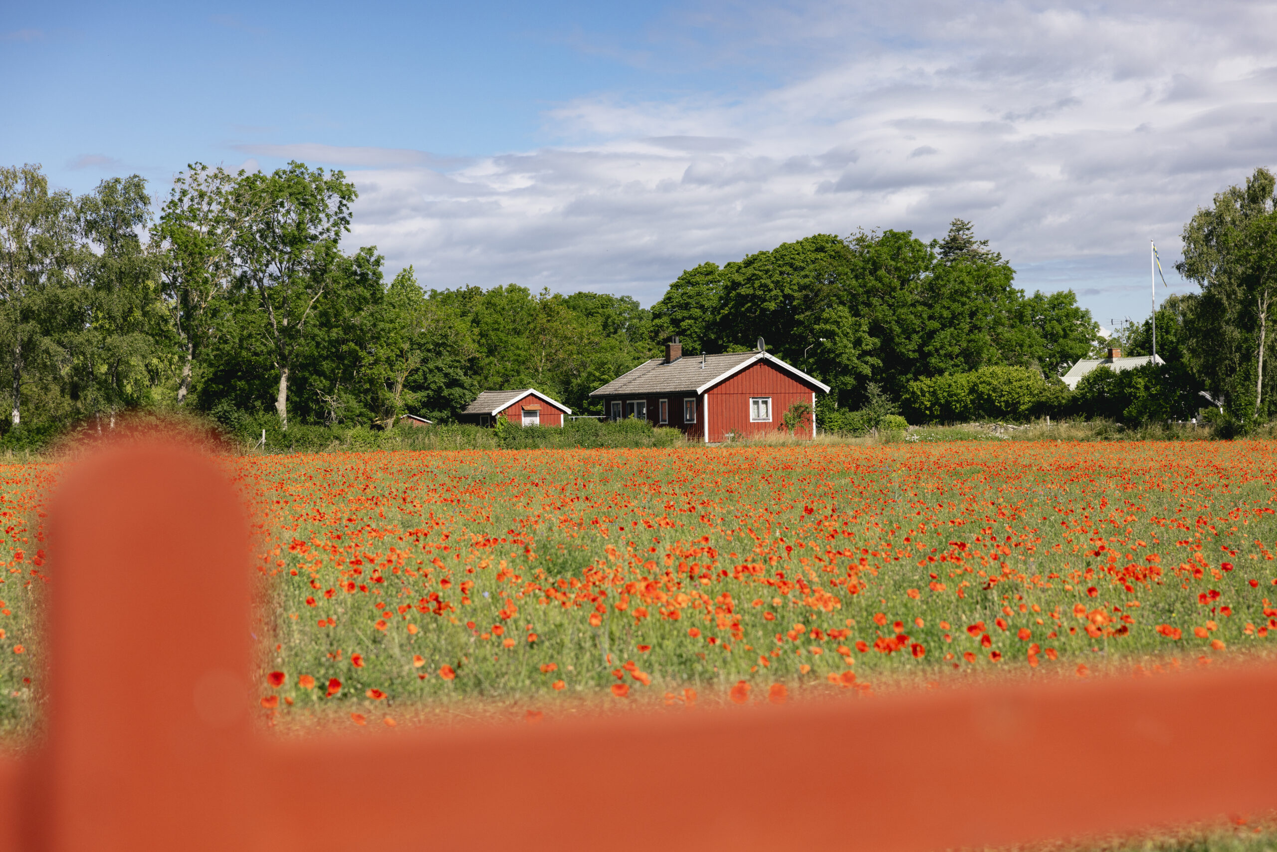 Röda stugor bakom ett blommande vallmofält. I förgrunden syns ett rött staket.