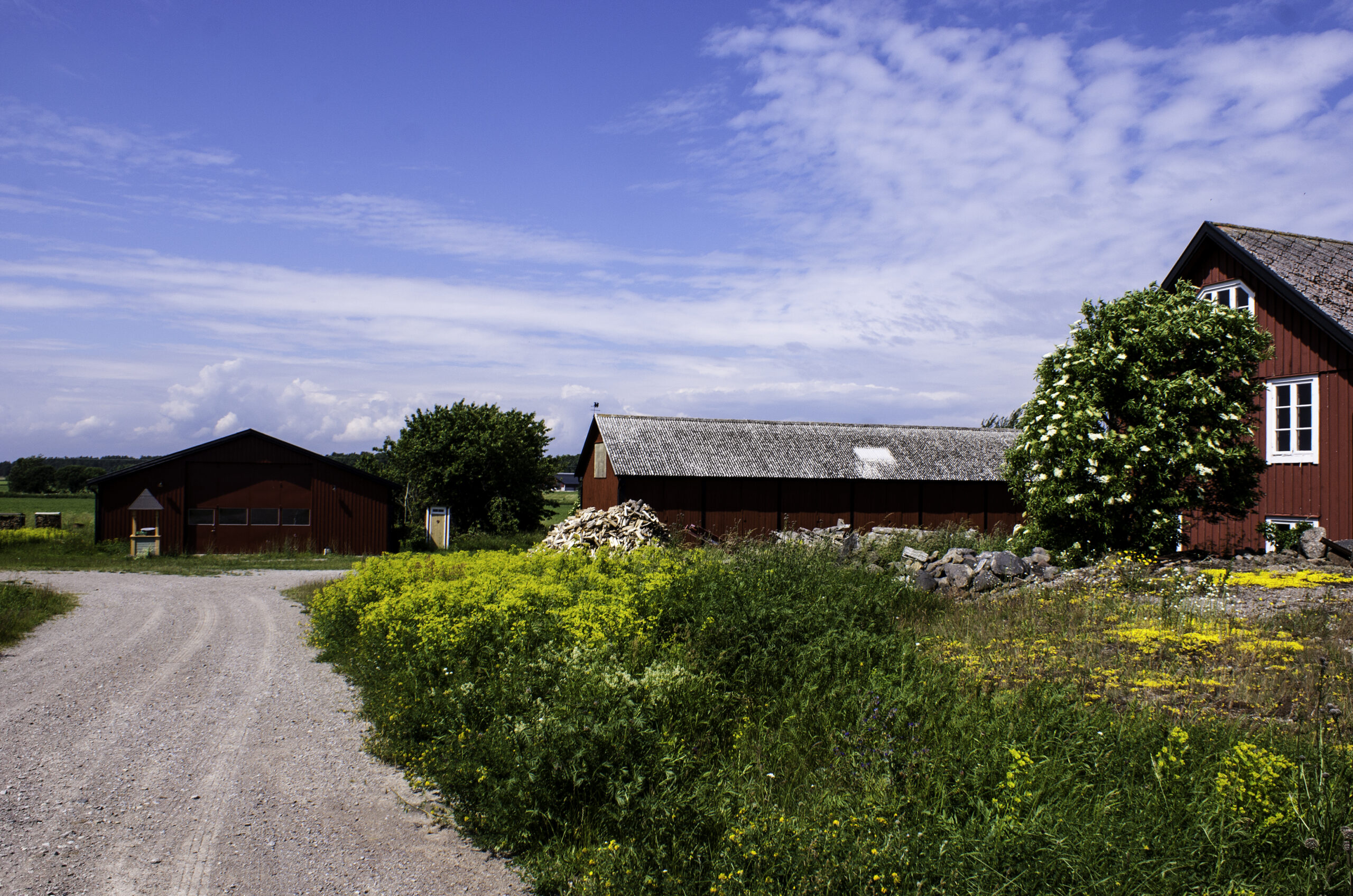En röd stuga och två röda lador intill en grusväg i somrig öländsk landsbygd. Himlen är blå och vid vägen blommar gula blommor.