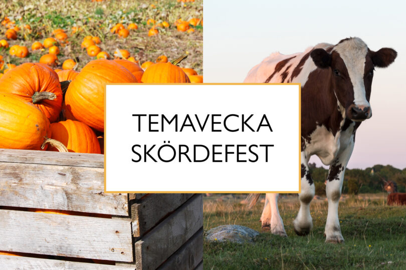 Ett bildkollage av pumpor och en ko med en textruta i mitten som säger Temavecka Skördefest.