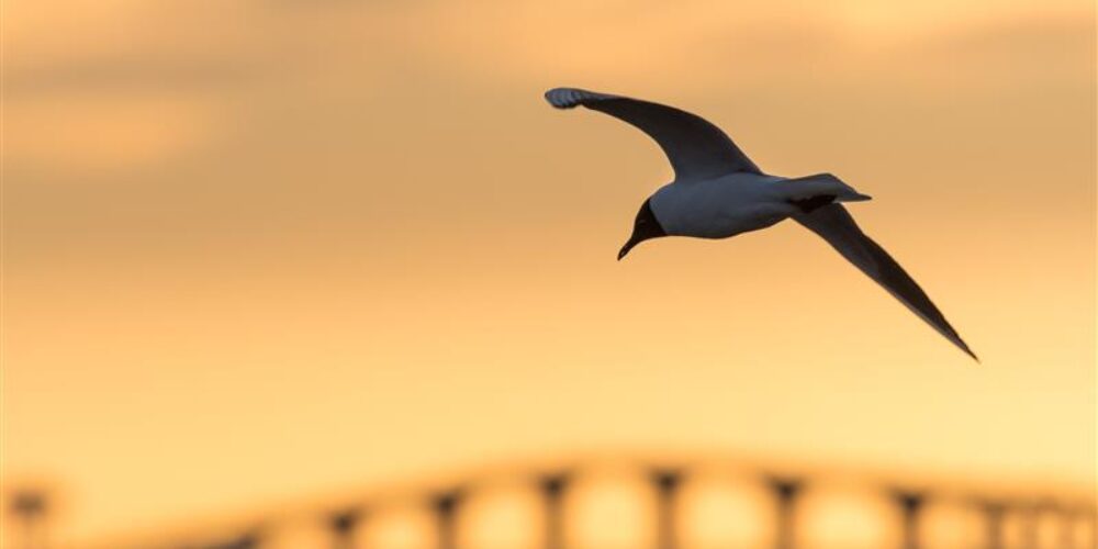 Skrattmås i solnedgången vid Ölandsbron