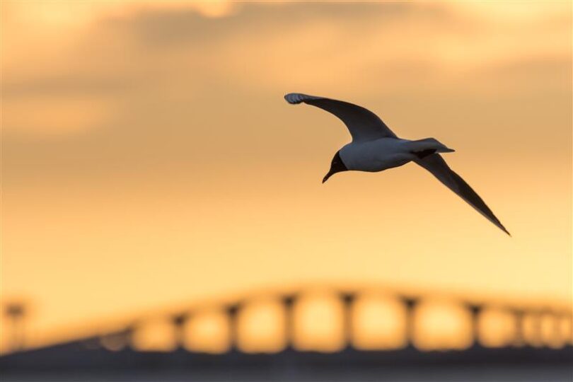 Skrattmås i solnedgången vid Ölandsbron