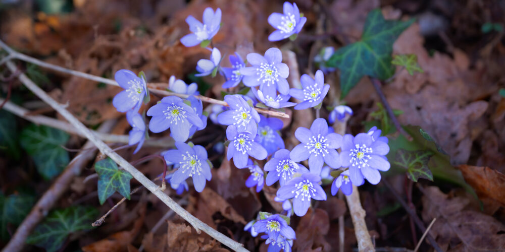 Blåsippor i Nunnedalen. Foto: Ronny Waltersson, Mörbylånga kommun