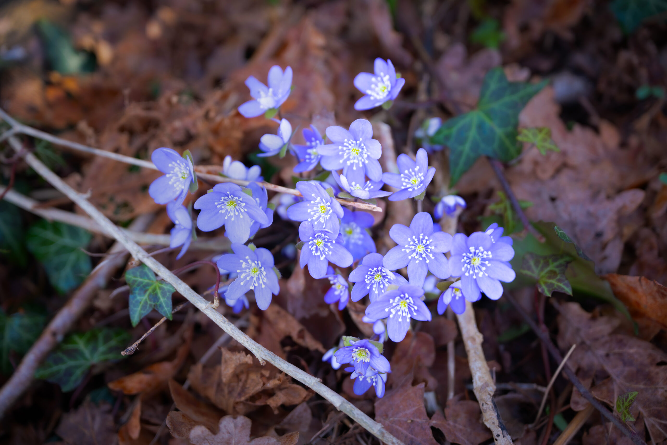 Blåsippor i Nunnedalen. Foto: Ronny Waltersson, Mörbylånga kommun
