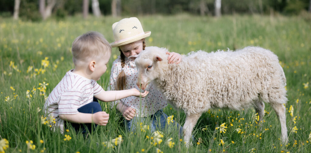 Två barn matar ett får i en grönskande hage fylld med gula vårblommor.