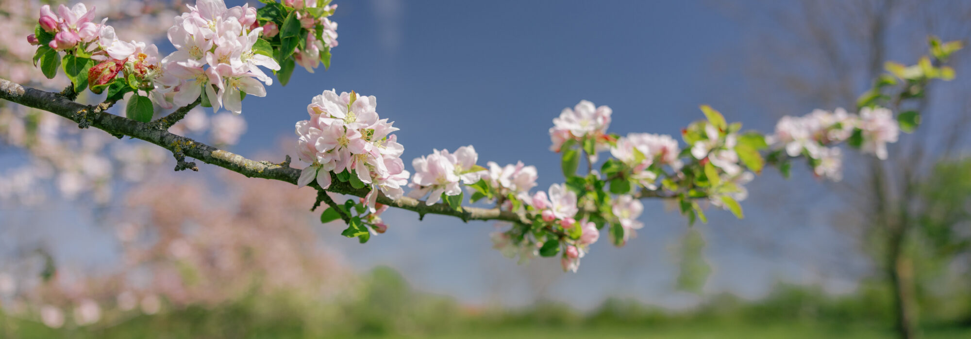 Foto: Alexander Hall, oland.se