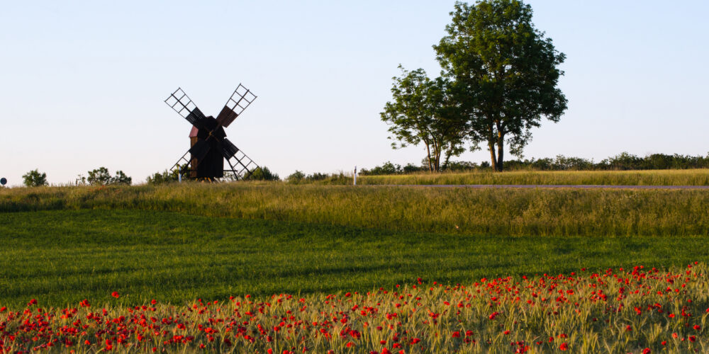 Gammal väderkvarn står stilla på en gräsklädd kulle medan ett stort träd reser sig intill. I förgrunden blommar ett fält av röda vallmor, med en smal väg som löper genom landskapet under klar himmel.