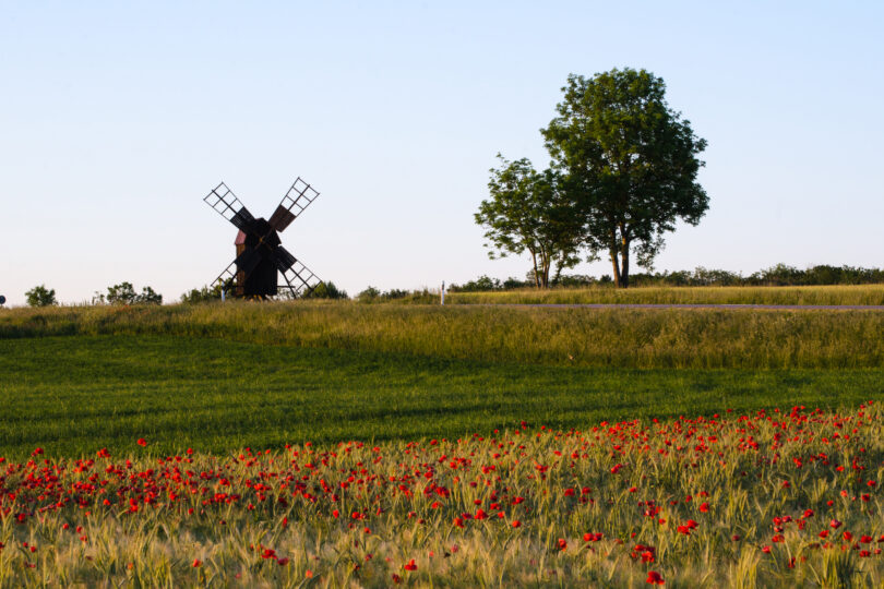 Gammal väderkvarn står stilla på en gräsklädd kulle medan ett stort träd reser sig intill. I förgrunden blommar ett fält av röda vallmor, med en smal väg som löper genom landskapet under klar himmel.