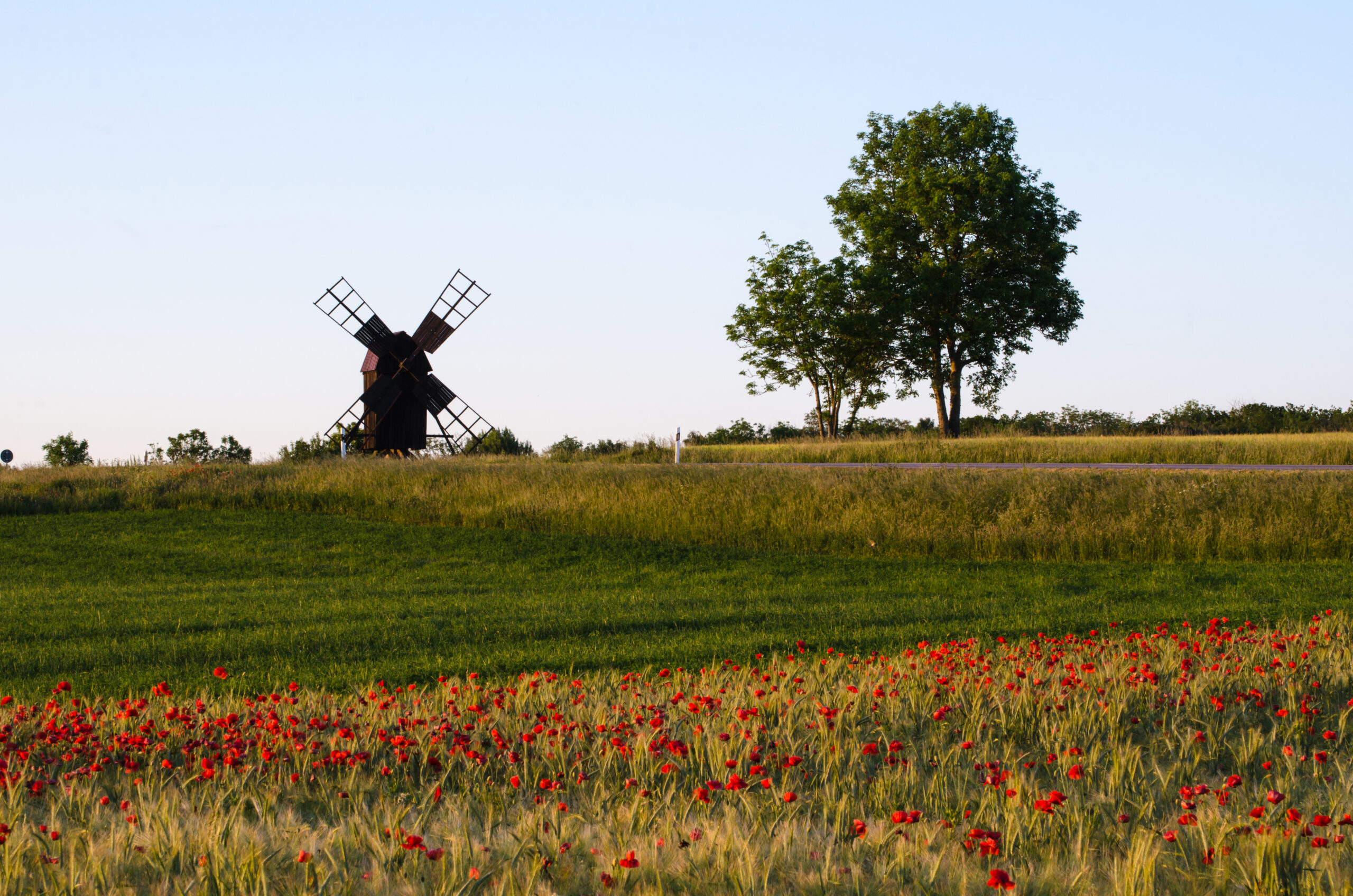 Gammal väderkvarn står stilla på en gräsklädd kulle medan ett stort träd reser sig intill. I förgrunden blommar ett fält av röda vallmor, med en smal väg som löper genom landskapet under klar himmel.