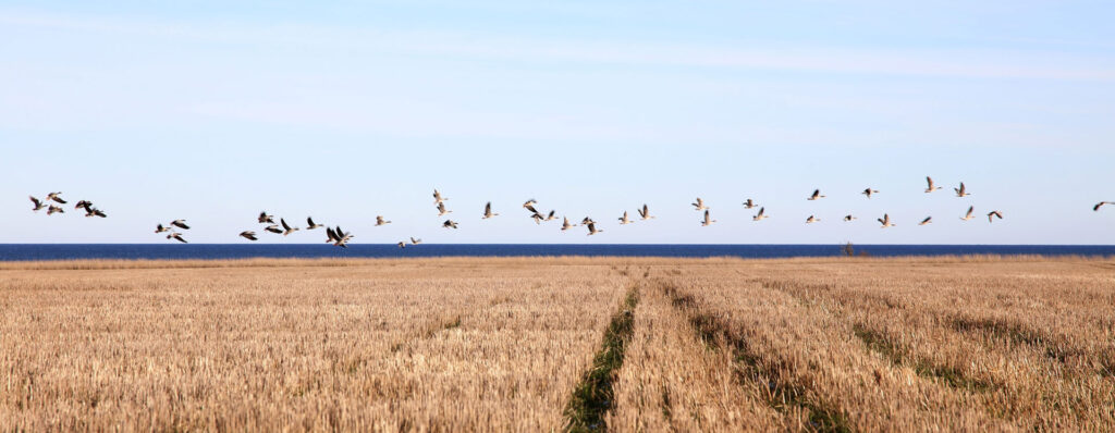 Flock fåglar flyger lågt över ett gyllene fält med en smal grässtig som leder mot havet och horisonten under blå himmel. Logotyp och text: ”Mörbylånga kommun”.